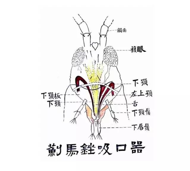 锉吸式口器也是蓟马所特有,各部分的不对称性是其显著的特点