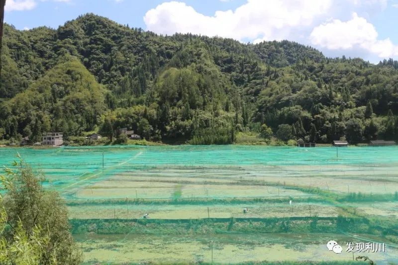 2018中國利川涼霧蓴菜文化節盛大舉辦