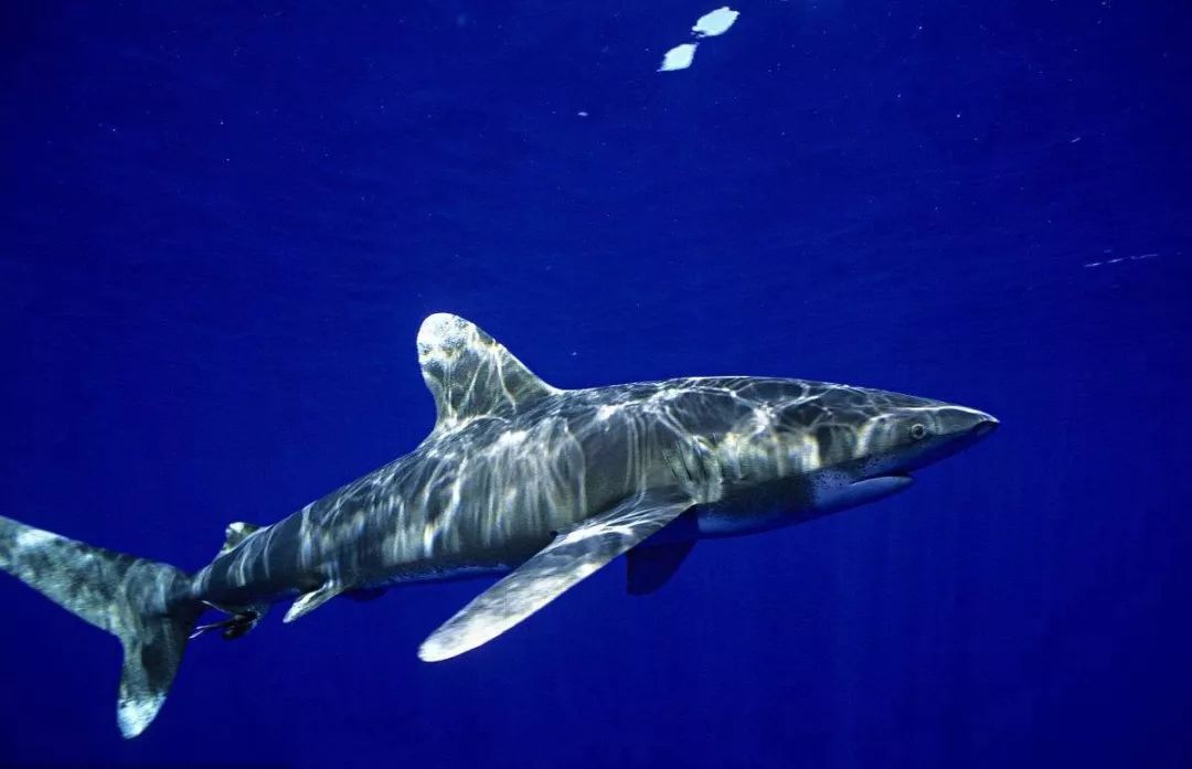 它慢吞吞的动作却也凶凶的,因各种原因,远洋白鳍鲨的数量正急剧下降