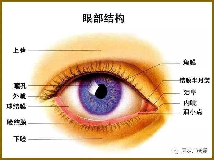 眼睑有保护眼球的作用,正常人眼睑闭合时,上下睑线紧密接合;睁眼时,上