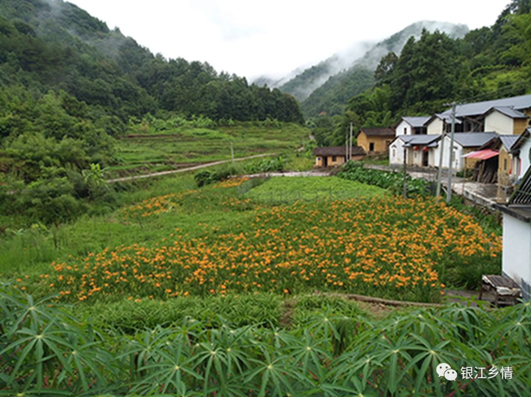 在金针菜"新政"的激励下,银江镇胜坑村委发动群众共同建设了30亩的