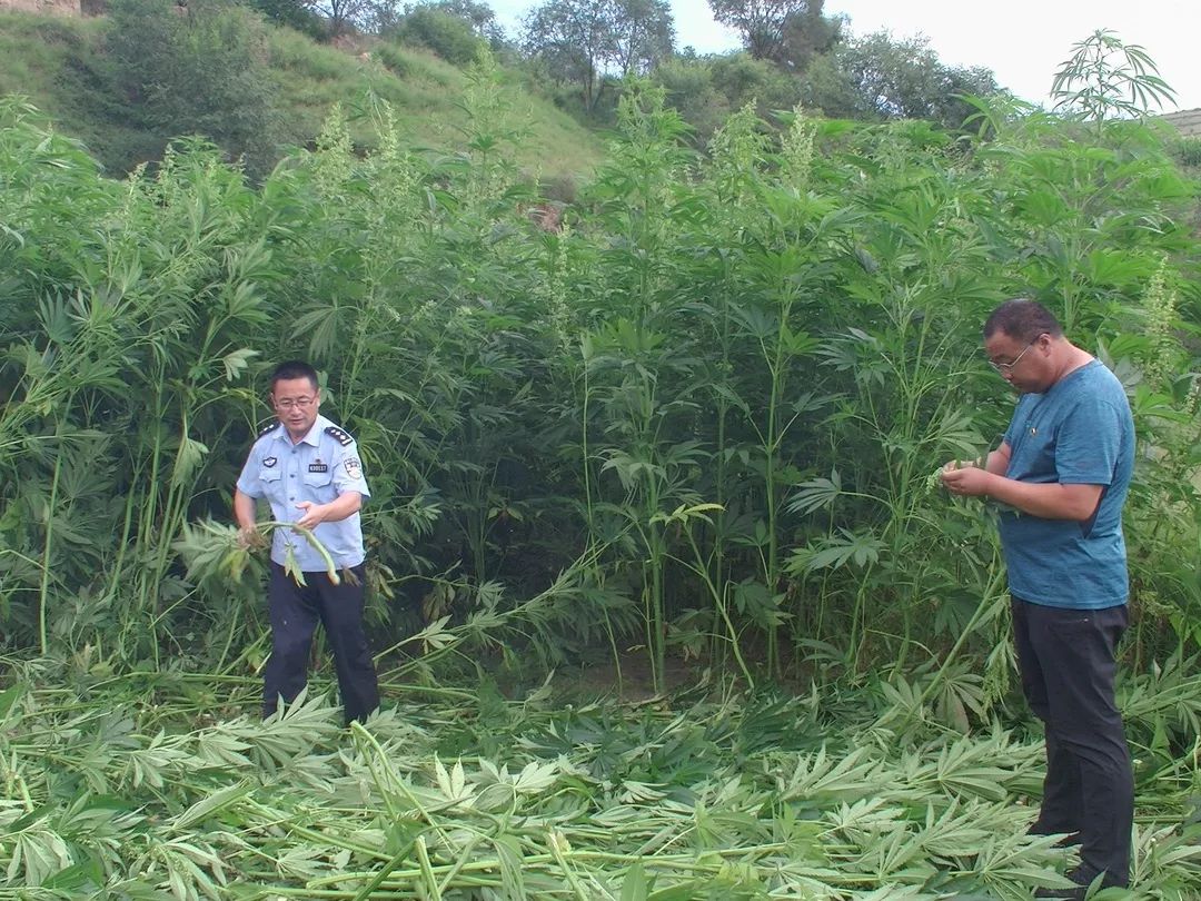 西吉马建乡积极组织开展禁种铲毒踏查工作铲除非法种植大麻300余株