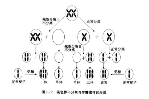 同源染色体未分离图解图片