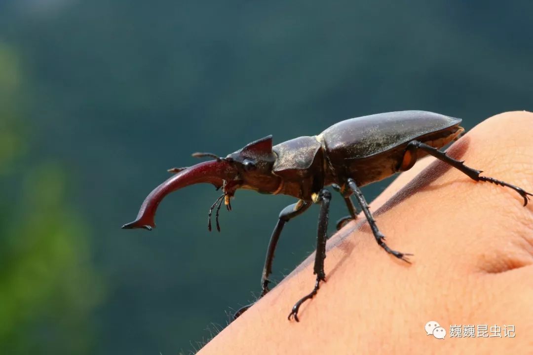 蟲出江湖挺進大別山中