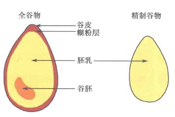 在稻谷碾磨加工过程中,谷皮,糊粉层,胚乳,谷胚等成分常被分离出去