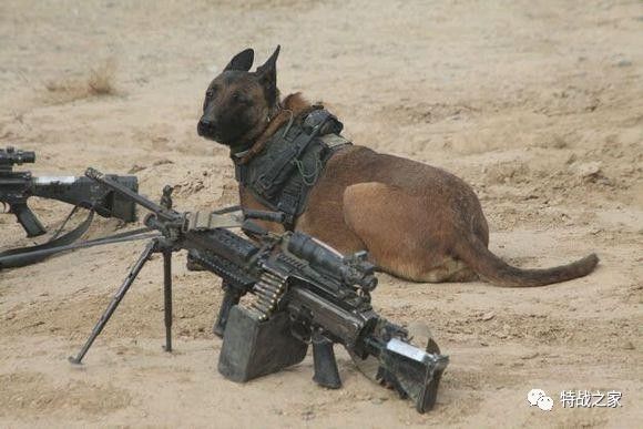 世界上选拔军犬最严格的部队中国犬种都无法胜任各国军犬退役怎么安排