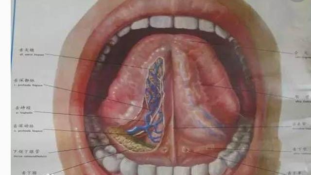 舌头的青筋其实是身体里的血管,准确来说是属于静脉血管,除了舌头