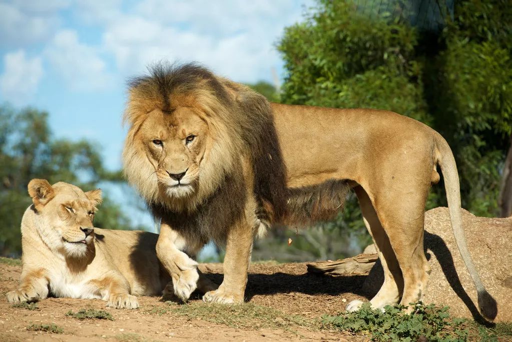 華勒比野生動物園現向你提供難能可貴的互動機會哦~來到獅子家族身旁