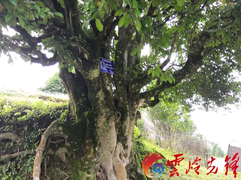 3200岁,胸围近6米……凤庆县里竟藏着世界最古老的茶树王