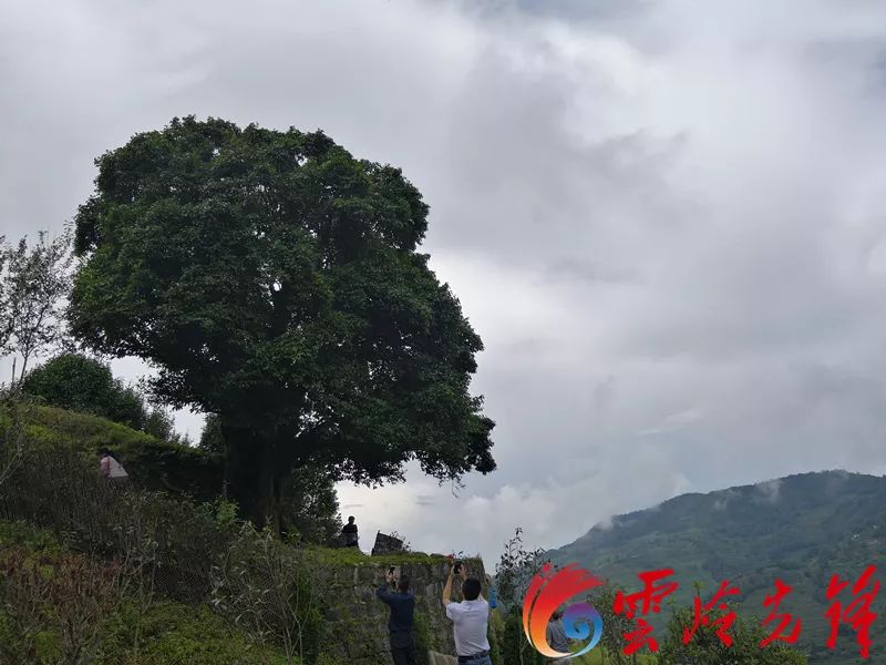 3200岁,胸围近6米……凤庆县里竟藏着世界最古老的茶树王
