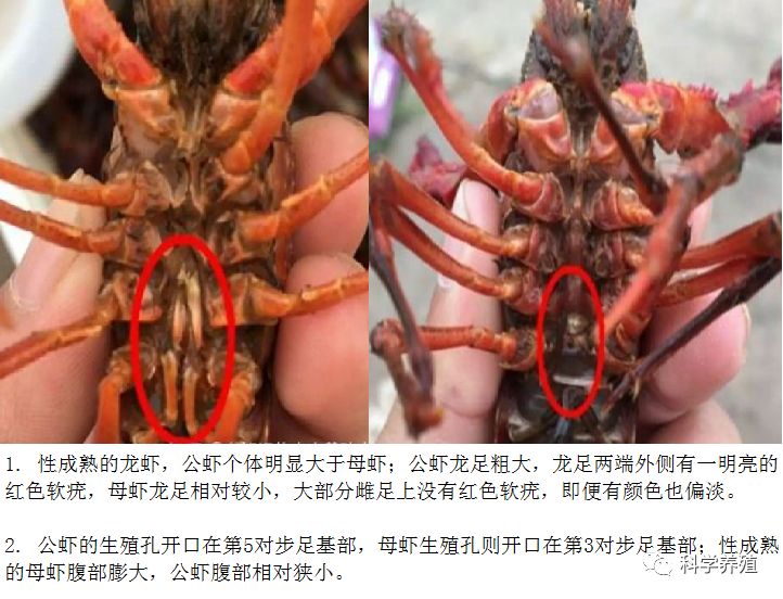 虾繁殖过程图片