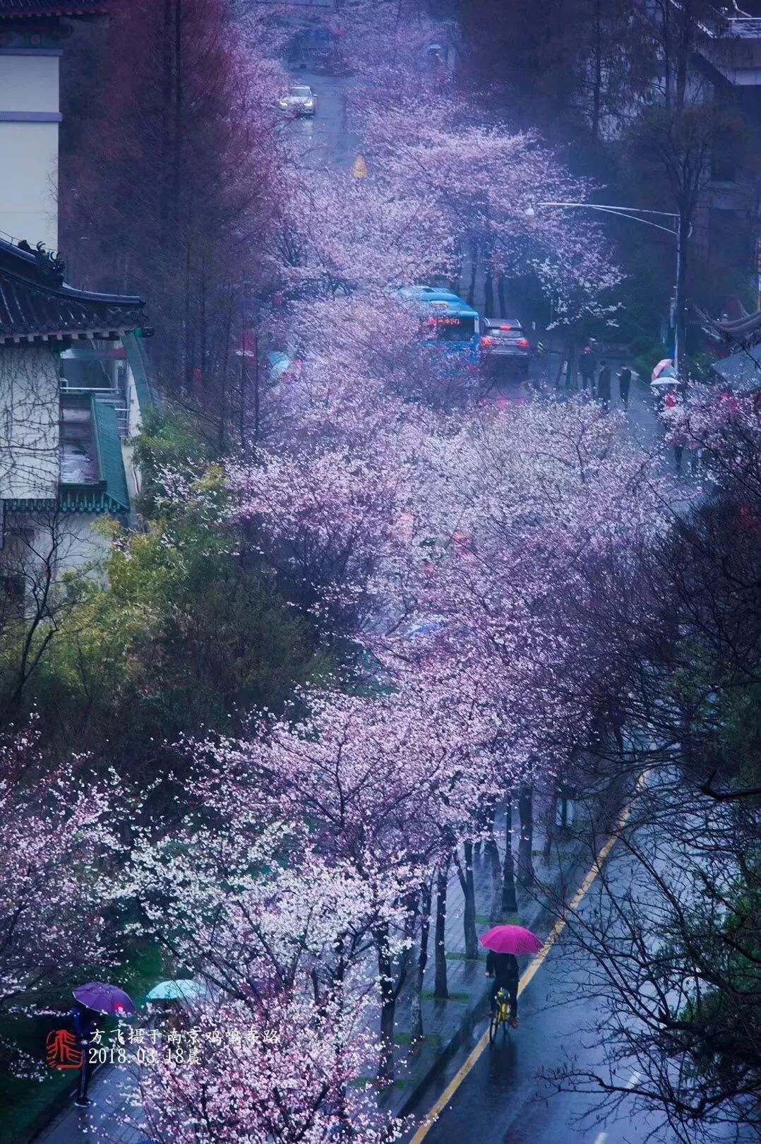 鸡鸣寺路樱花图片