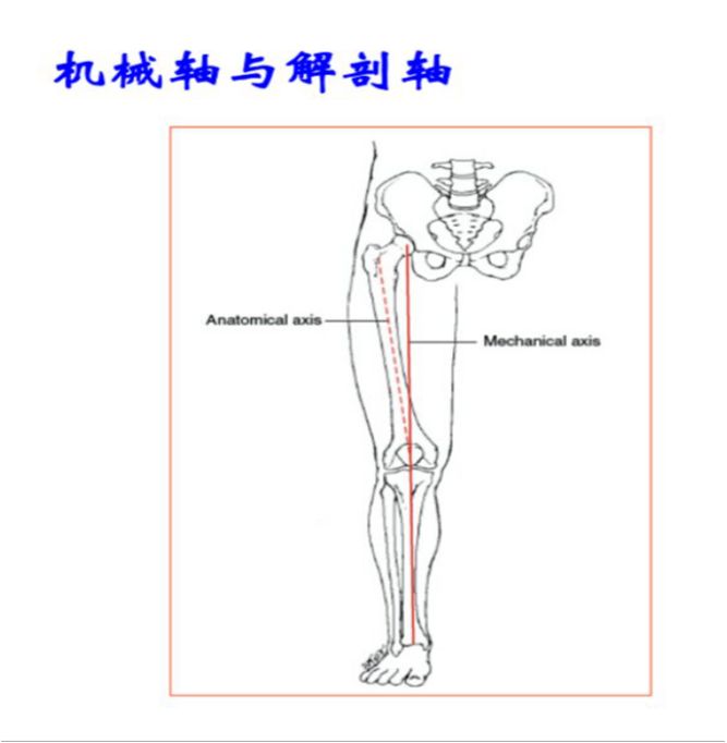 下肢机械轴图片