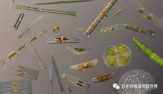 硅藻对水产养殖来说,意义非常重大,很多种类大量培养,比如小环藻,三角