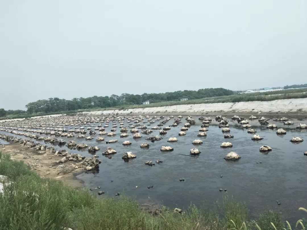 山東海洋牧場海參健康生長海洋牧場讓青島老尹家海參受益尹寶昌教你