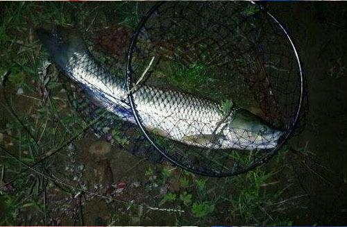 據釣友的反饋這才是夜釣草魚的最佳時間愛釣魚的要抓緊了