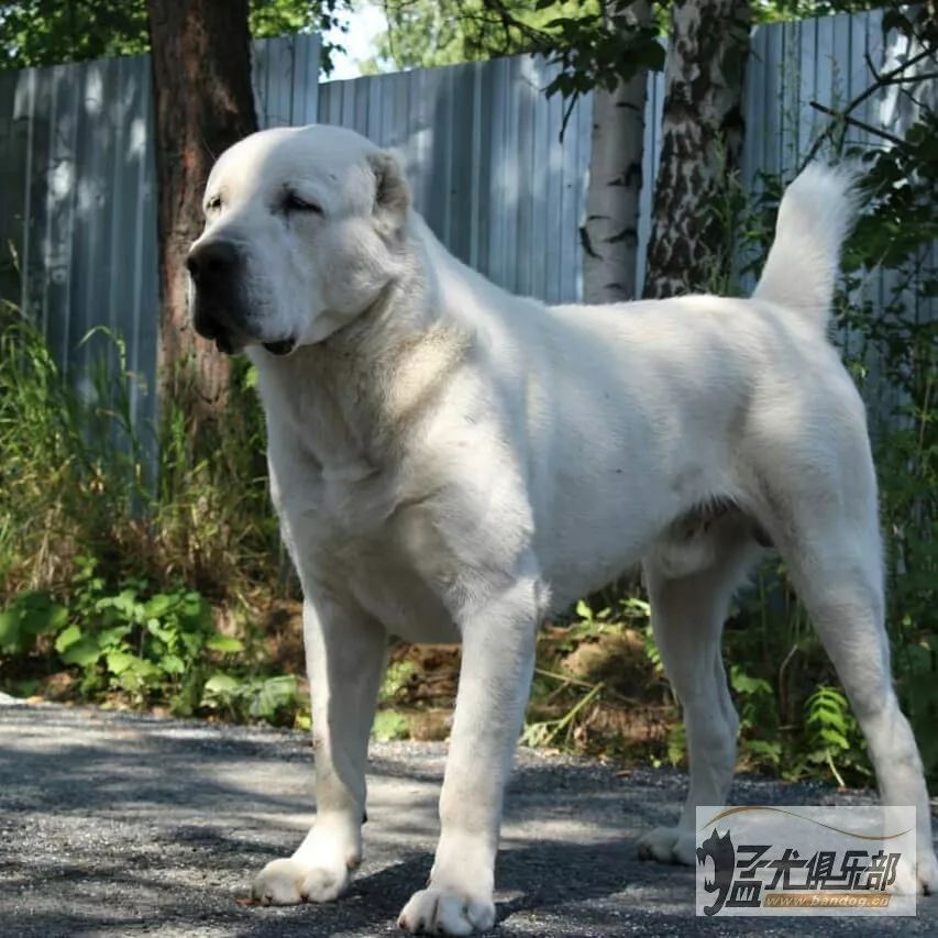 能作为出色的护卫犬,也拥有不俗战斗力的大家伙——中亚牧羊犬