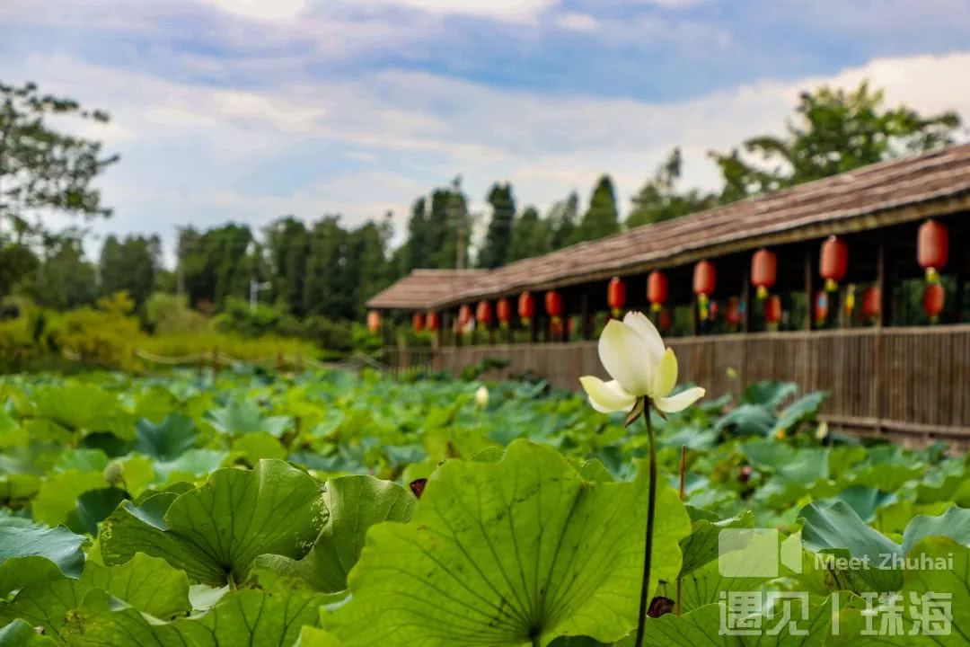 斗门莲洲旅游景点大全图片