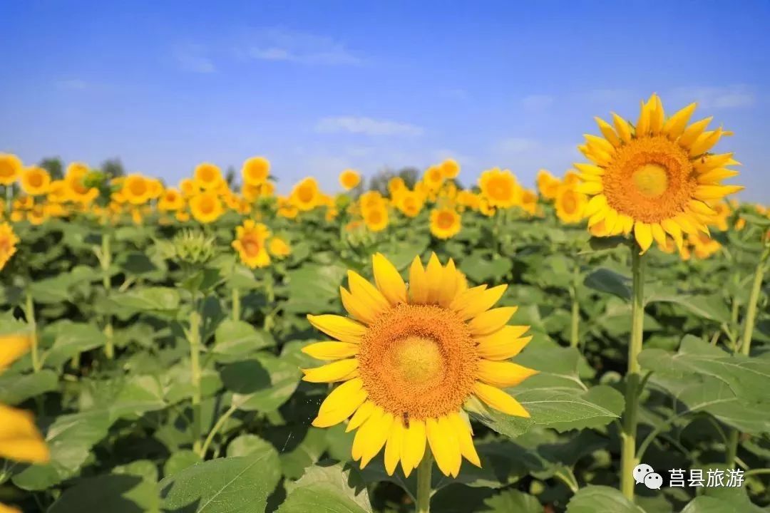 太美莒縣百畝葵花已盛開錯過只能再等一年