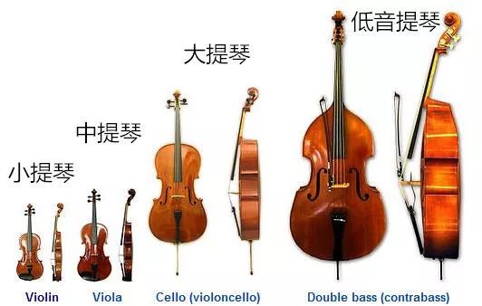 弦乐四重奏的四件乐器图片