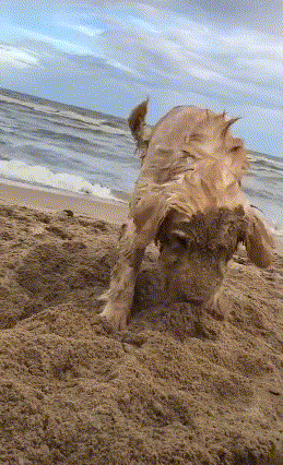 金毛第一次去玩沙子,开心的像个傻子,金毛:走的时候不用叫我了!