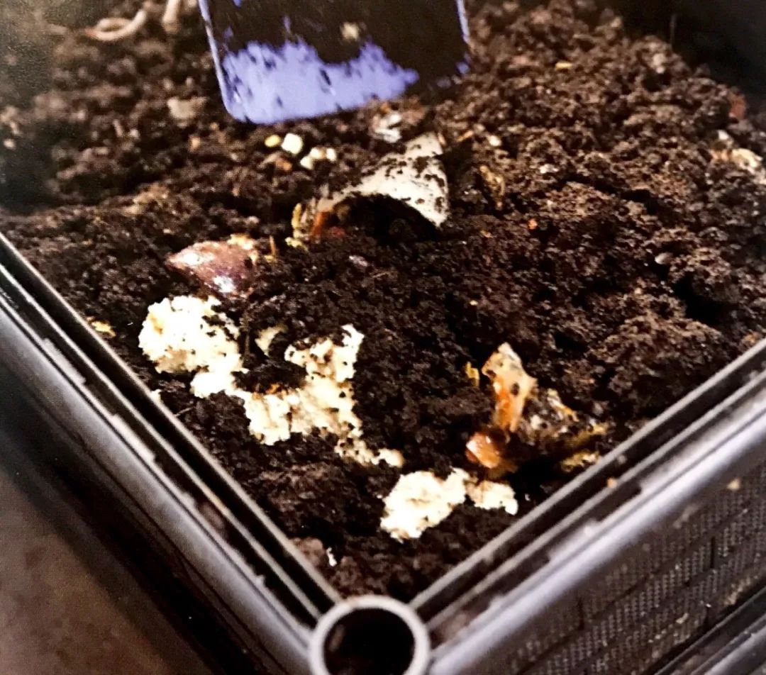 整点蚯蚓养花草,让蚯蚓堆肥法替我们日日施肥!