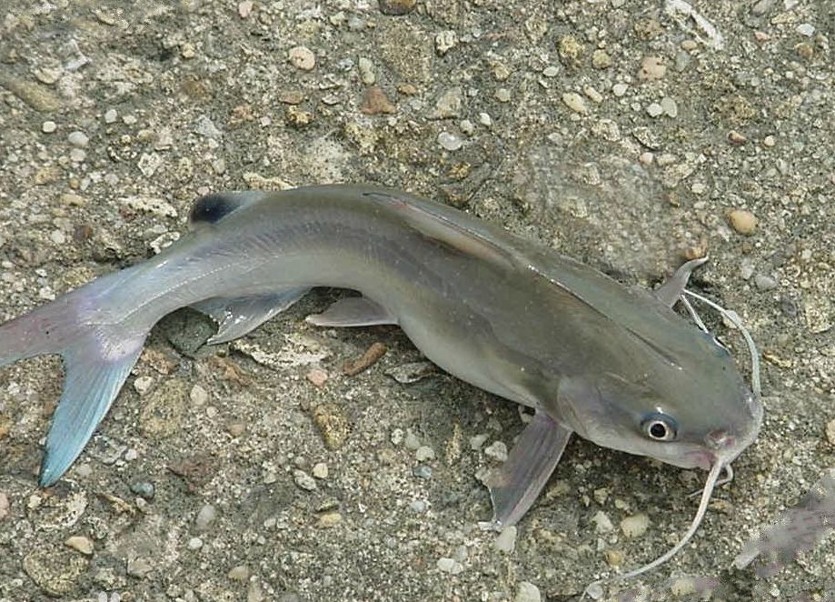 就是这货河鲶,美洲鲶叉尾鮰俗名沟鲶,叉尾鱼又叫叉尾鮰是淡水鱼小
