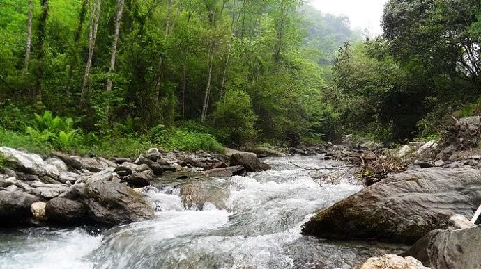 北川竹林溝自然保護區地處北川,平武,松潘三縣交界處,屬於原生態的