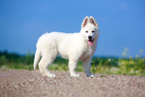 它有著薩摩耶的微笑和德國牧羊犬的體格,在國內很少見的犬種