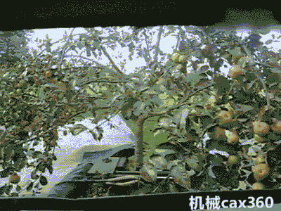 苹果从树上掉落动图图片
