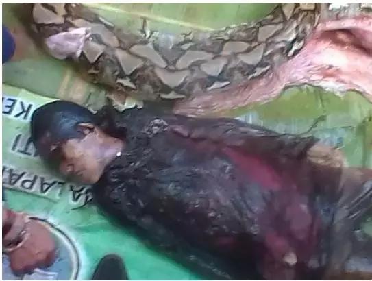 女子惨遭巨蟒吞噬丛林搜寻到蟒蛇解剖后发现其尸体