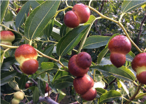 农村这种神奇野果,就像倒挂的葫芦,可食能入药,补血安神还抗癌