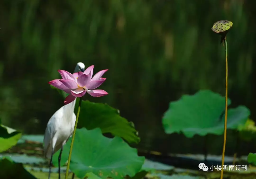 下有一白鷺,日斜翹石磯.溪邊花滿枝,百鳥帶香飛.