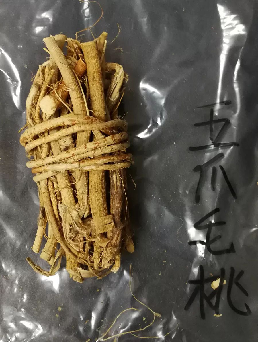 竹壳菜功能主治图片