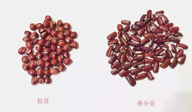 赤小豆和红豆图片对比图片