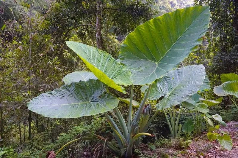 走在樂業-鳳山世界地質公園布柳河景區,兩岸蔥蔥郁郁的植物擋住了午後