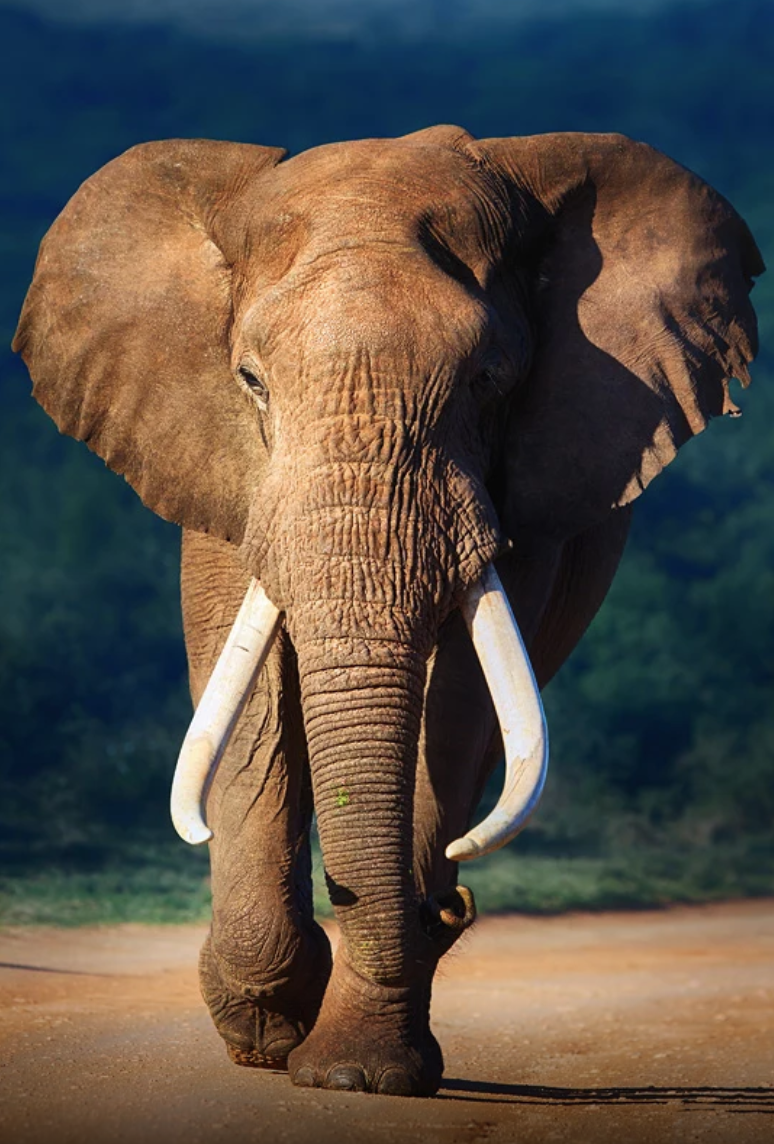 大师级的非洲野生动物摄影作品