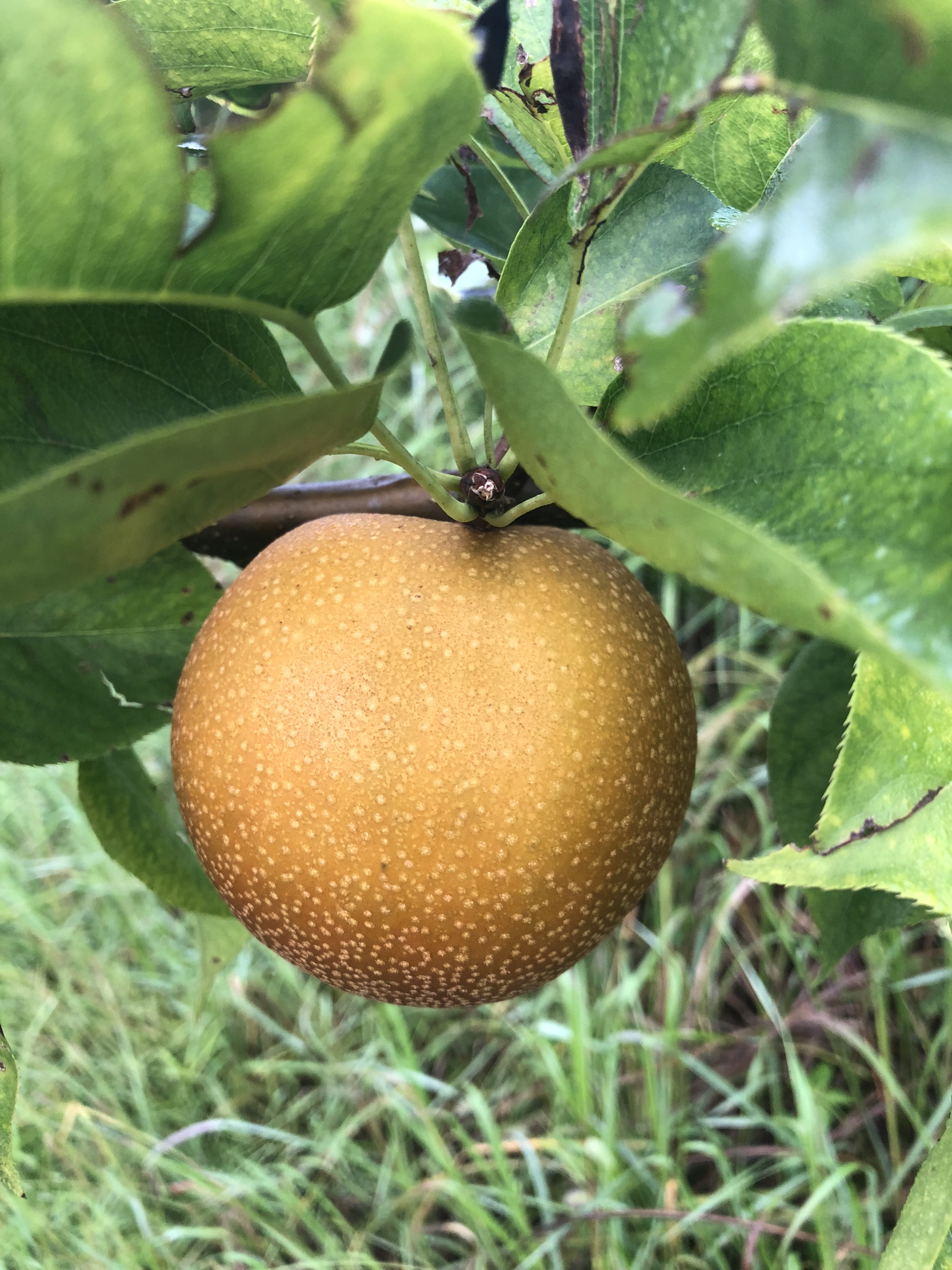 2018[8月中旬]南方梨王金秋梨即将成熟了 超级好吃又耐放 金秋梨