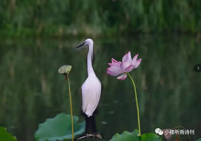 白鹭拳一足 月明秋水寒