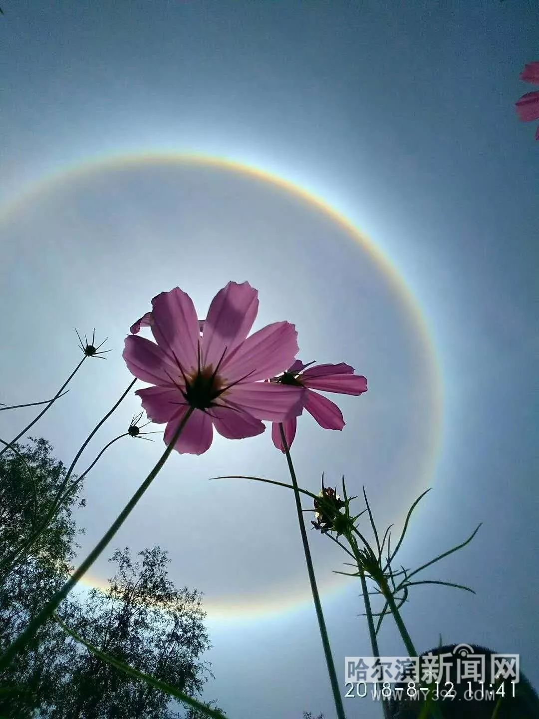 奇景哈尔滨今日圆虹当空今晚有大事发生