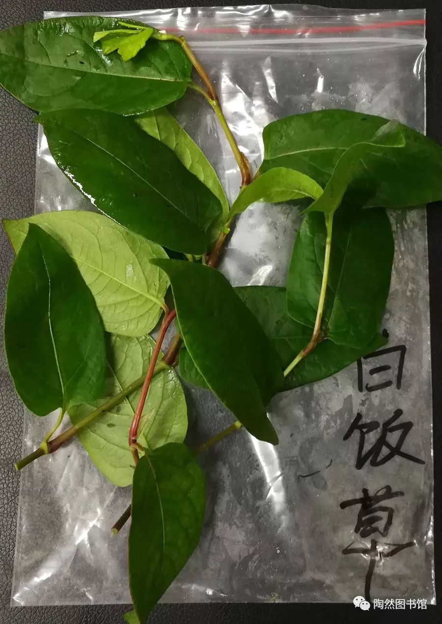 收藏最全潮汕地区常见青草药实拍照片及属性对照表护堤路郭波青草提供