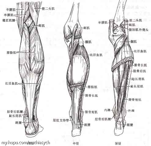 如何煅煉出銷魂的小腿腿型_訓練