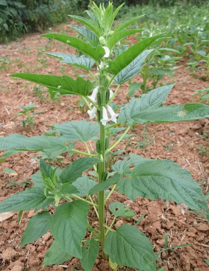 唐河老家的那碗芝麻叶面条你多久没吃了