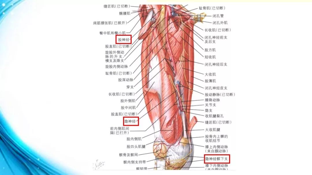 膝关节解剖(二)
