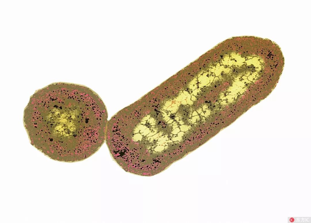 单核细胞增生李斯特菌