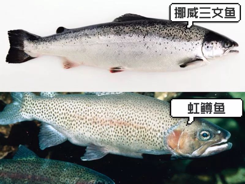 虹鳟鱼三文鱼寄生虫超级多吃还是不吃