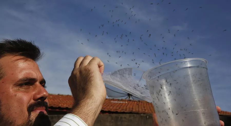 病毒传播的最有效的方式,所以在里约奥运会期间进行了大量的灭蚊行动