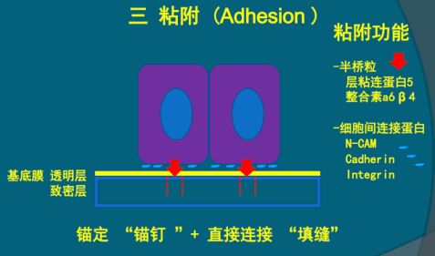 基底层的柱状细胞通过半桥粒和细胞间连接蛋白发挥"锚钉"作用.