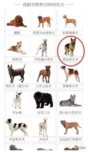 十大禁养犬图片