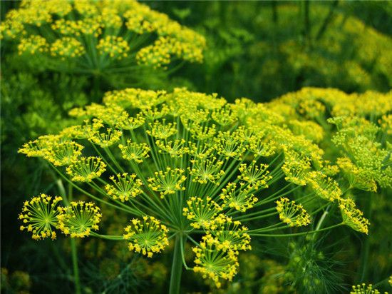 這3種香草好看又美味,陽臺,庭院地栽兩相宜!_牛至